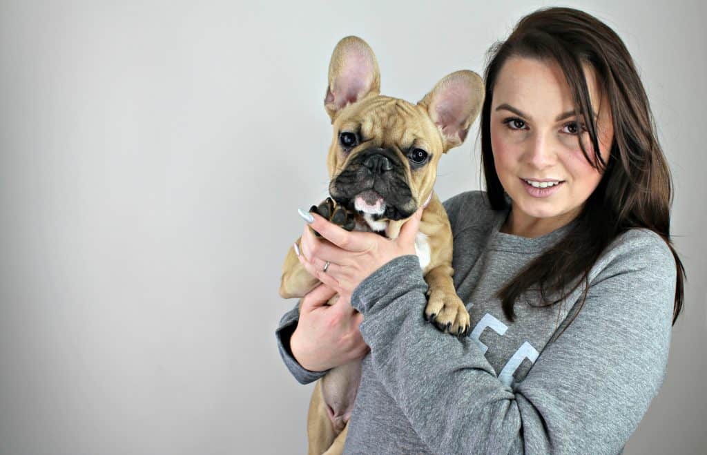 French bulldog being held