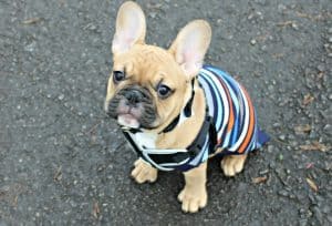 Time-out-to-De-Stress-Stitch-fawn-french-bulldog-puppy